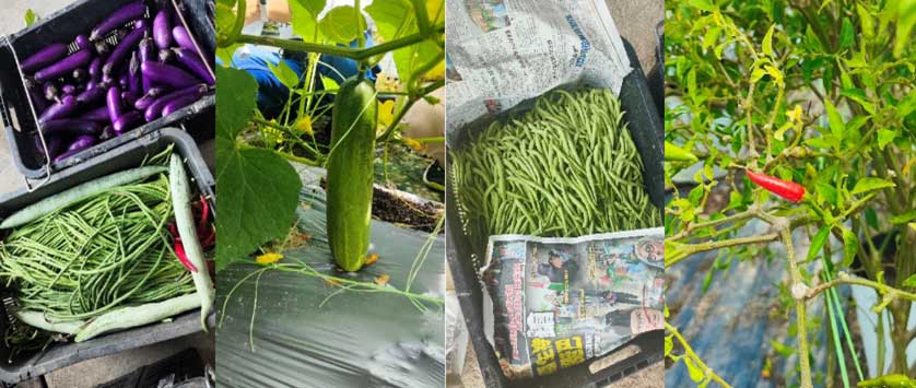 GENM’s Support for Local Farmers in Pahang image 5